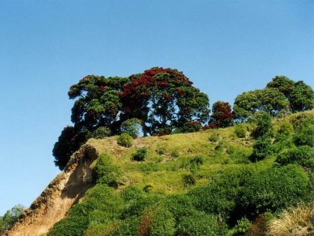 Pohutukawa Tree On The Mount